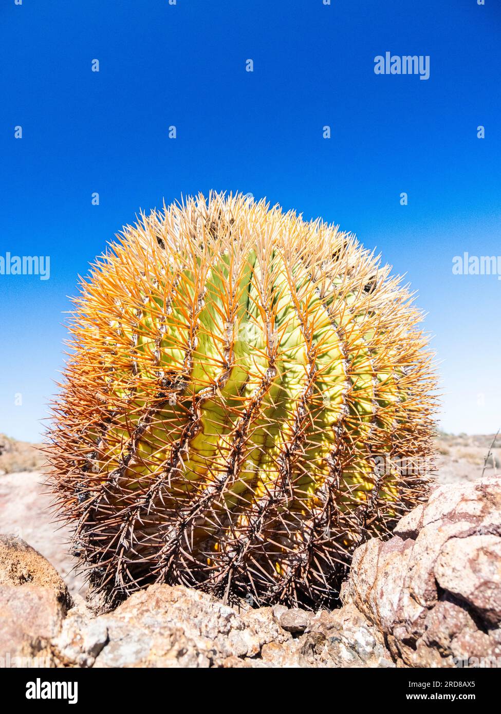 Dwarf barrel cactus (Ferocactus digueti), on Isla del Carmen, Baja California Sur, Mexico, North America Stock Photo