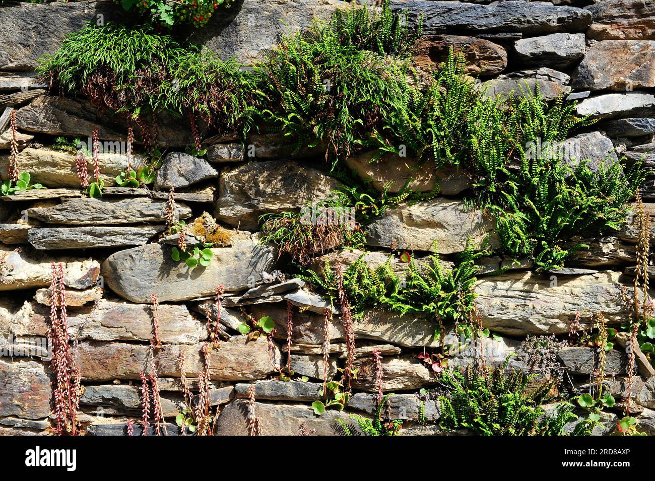 Forked spleenwort (left) and maidenhair spleenwort (right) (Asplenium septentrionale and Asplenium trichomanes) are two little ferns worldwide pressen Stock Photo