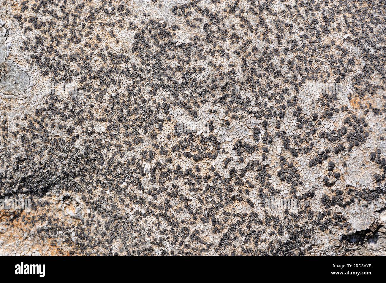 Boreal button lichen (Buellia disciformis) is a thin crustose lichen that grows in northern Europe and USA. This lichen have a grey thallus with black Stock Photo