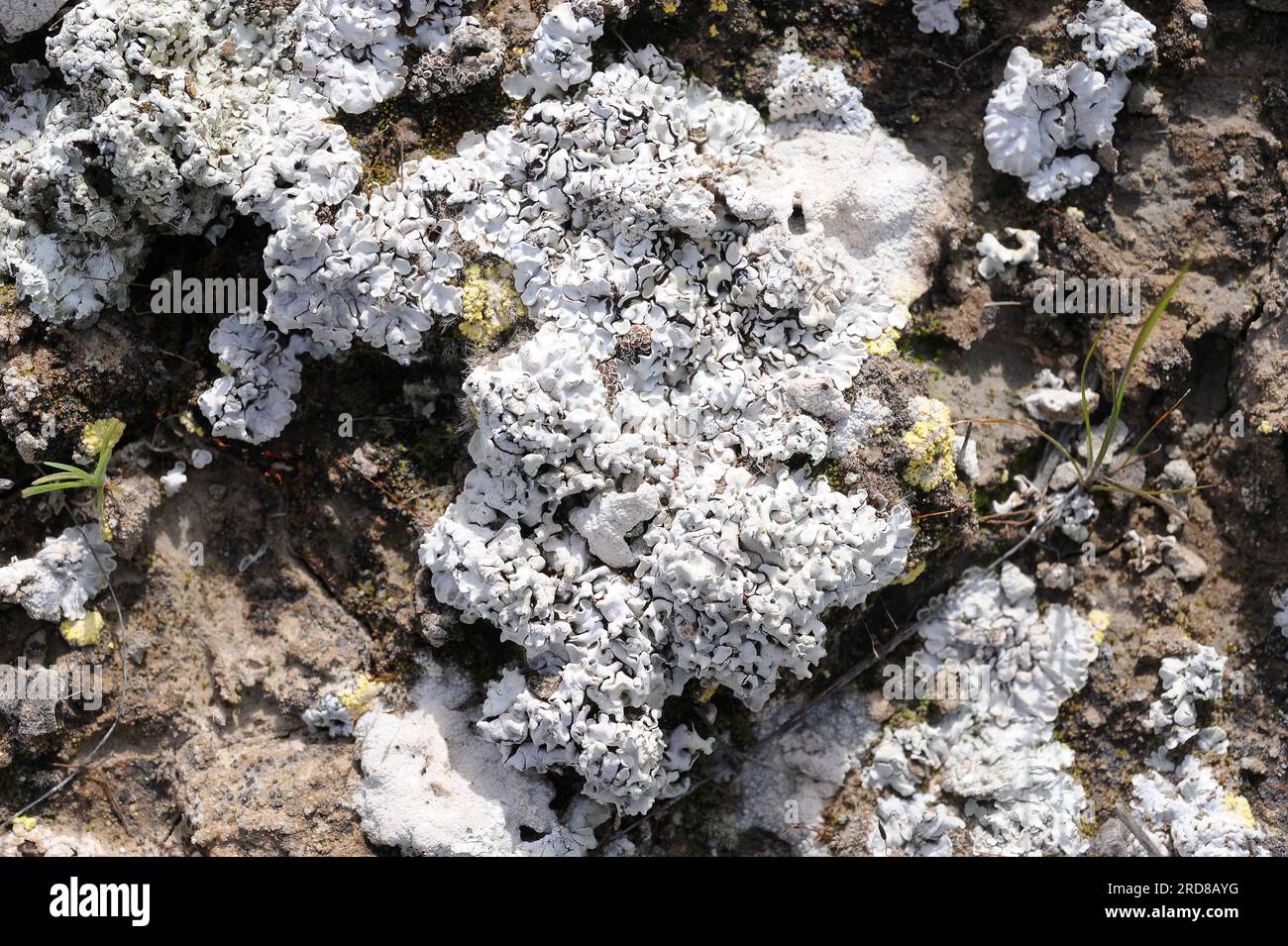 Buellia zoharyi is a crustose lichen that grows in arid regions of the Mediterranean bassin. Fungi. Ascomycota. This photo was taken in Tabernas Deser Stock Photo