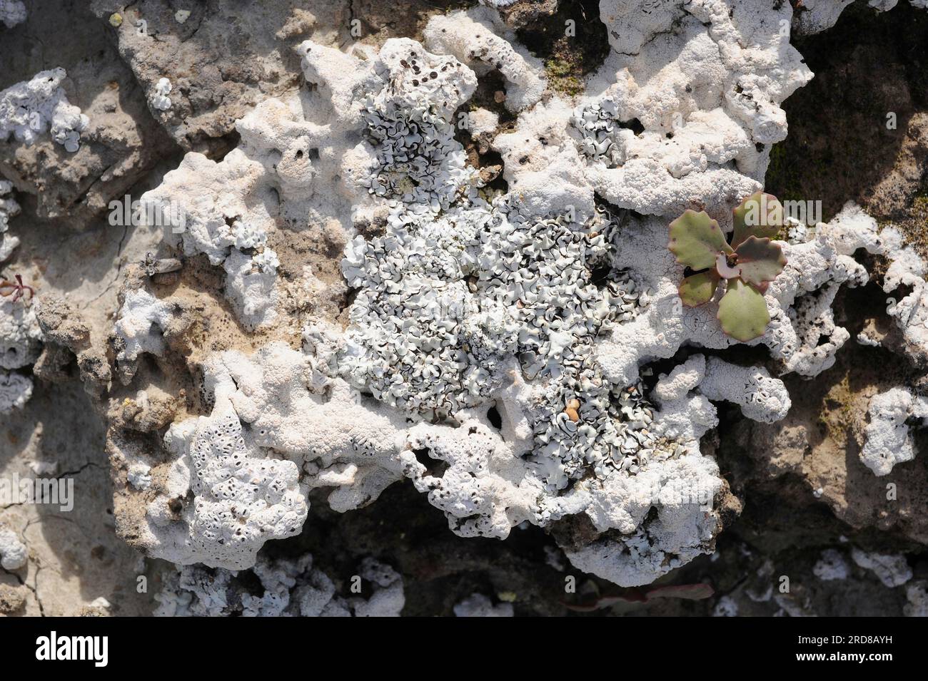 Buellia zoharyi (center) and Diploschistes ocellatus almeriensis are two crustoses lichens species that grows in arid regions. Fungi. Ascomycota. This Stock Photo