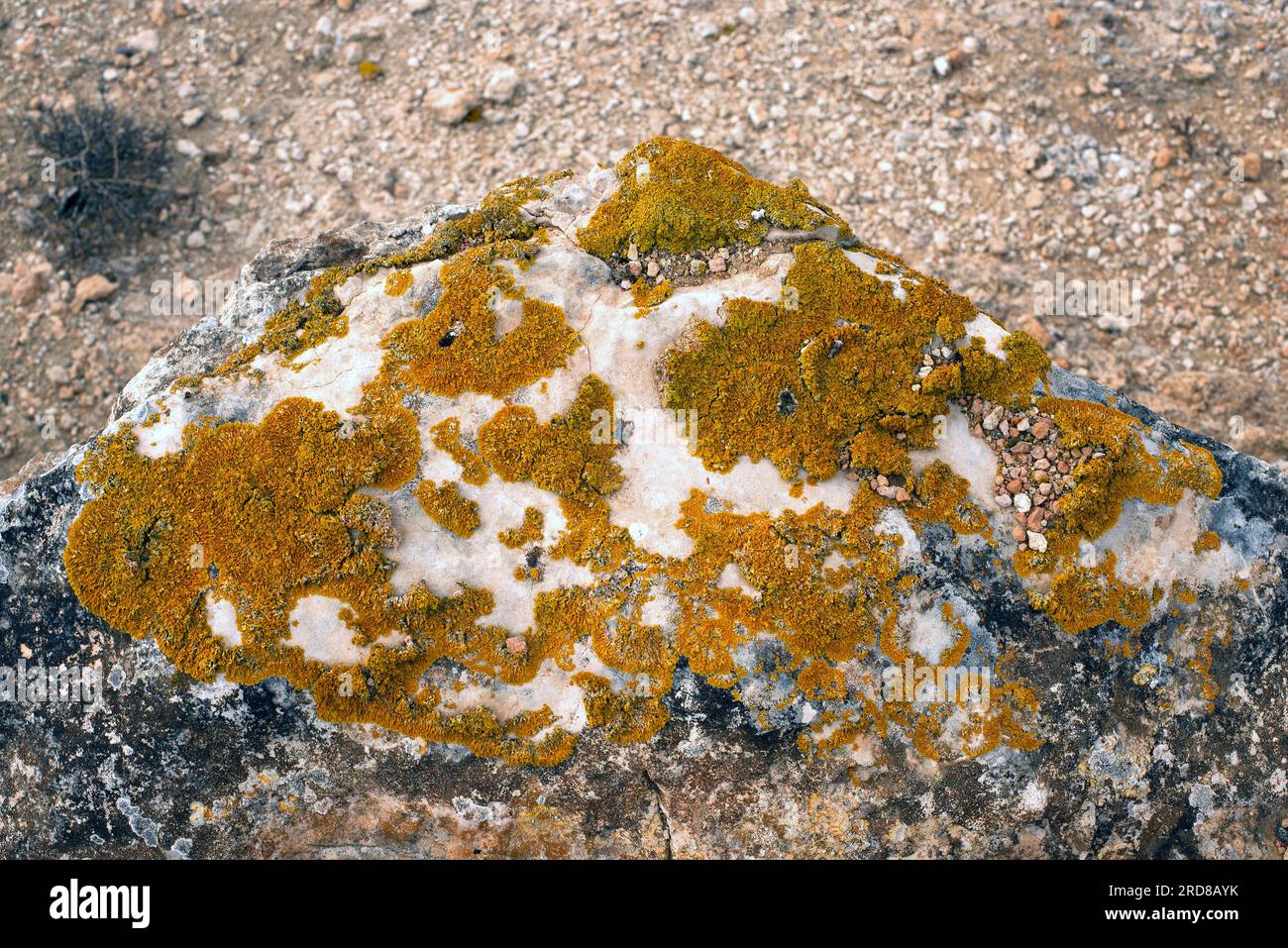 Orange sea lichen (Caloplaca marina) is a crustose lichen that grows near the shore on rocks or walls. The thallus is orange-red in color. Fungi. Asco Stock Photo