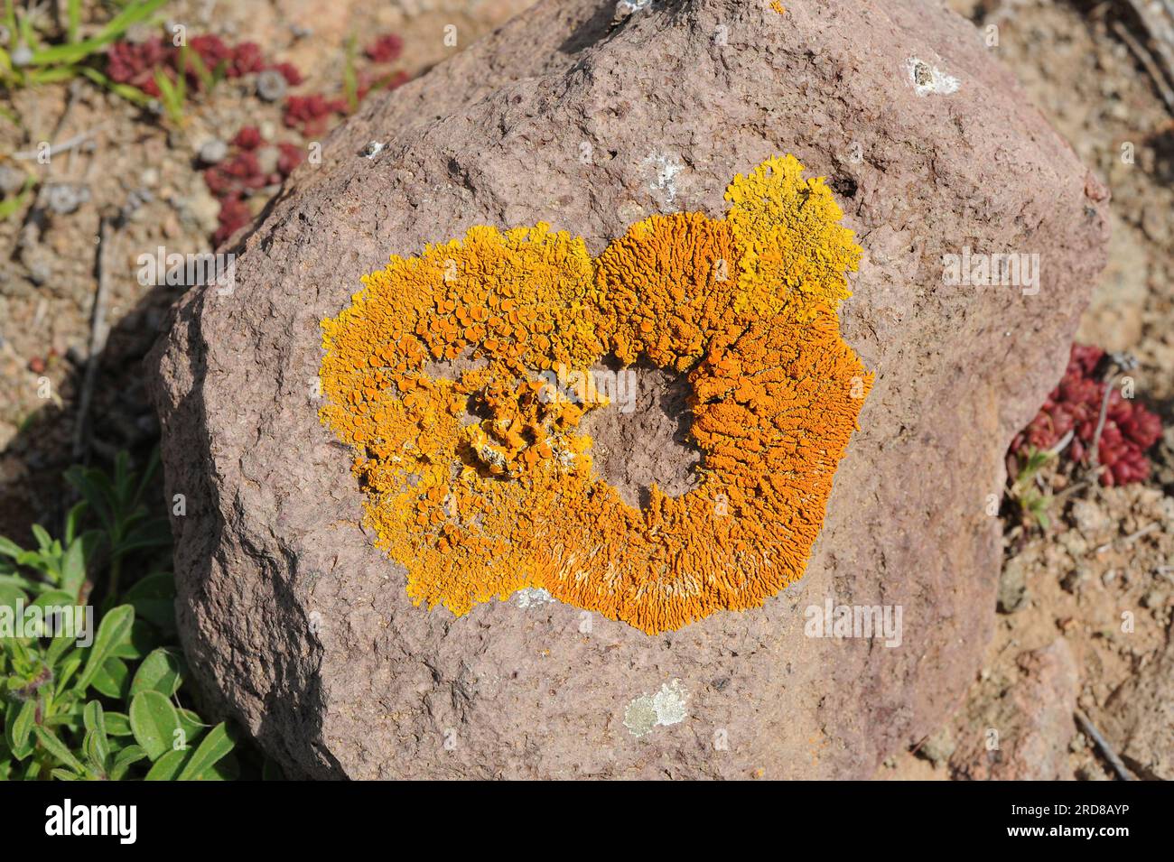 Caloplaca thallincola (right) and Caloplaca flavescens (left) are two species of crustose lichens with orange or yellow thallus. Fungi. Ascomycota. Te Stock Photo