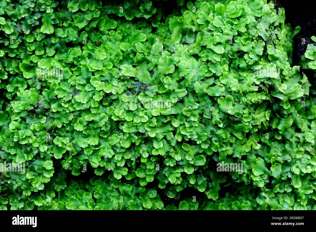 Great scented liverwort or snakeskin liverwort (Conocephalum conicum) is a liverwort with lobular thallus. Marchantiophyta. Conocephalaceae. Marchanti Stock Photo