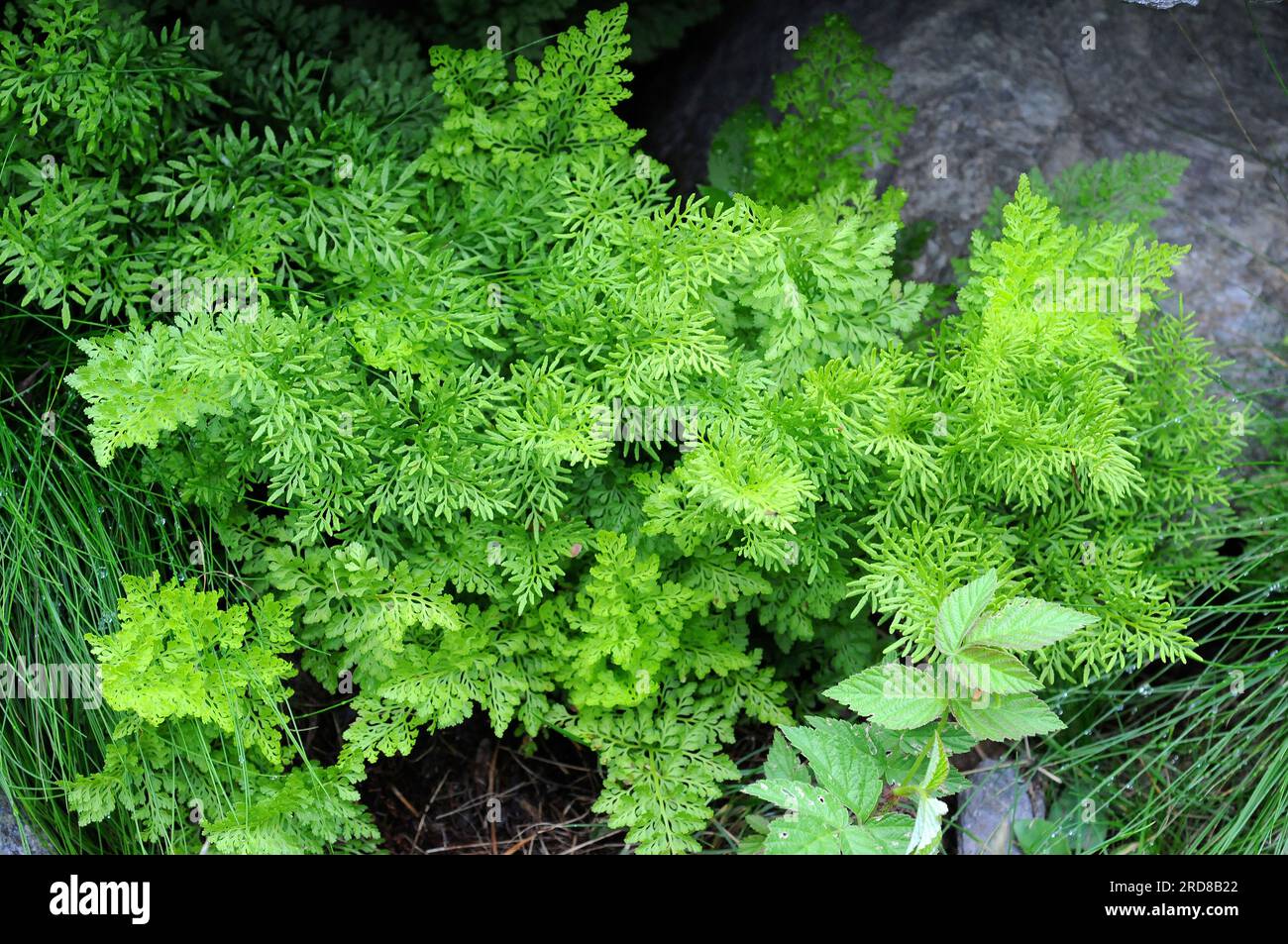 Parsley fern (Cryptogramma crispa) is a fern with two kinds of fronds, fertils 3-4-pinnate and steriles 2-3-pinnate. Pteridophyta. Pteridaceae. This p Stock Photo