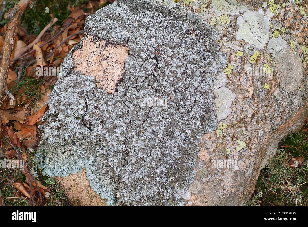 Diploicia canescens is a crustose lichen with a blue-gray thallus. Fungi. Ascomycota. Caliciaceae. This photo was taken in Montseny Biosphere Reserve, Stock Photo