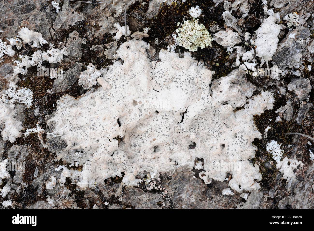 Crater lichen (Diploschistes ocellatus) is a crustose lichen with white or grey thallus and black apothecia. Fungi. Ascomycota. Thelotremataceae. This Stock Photo