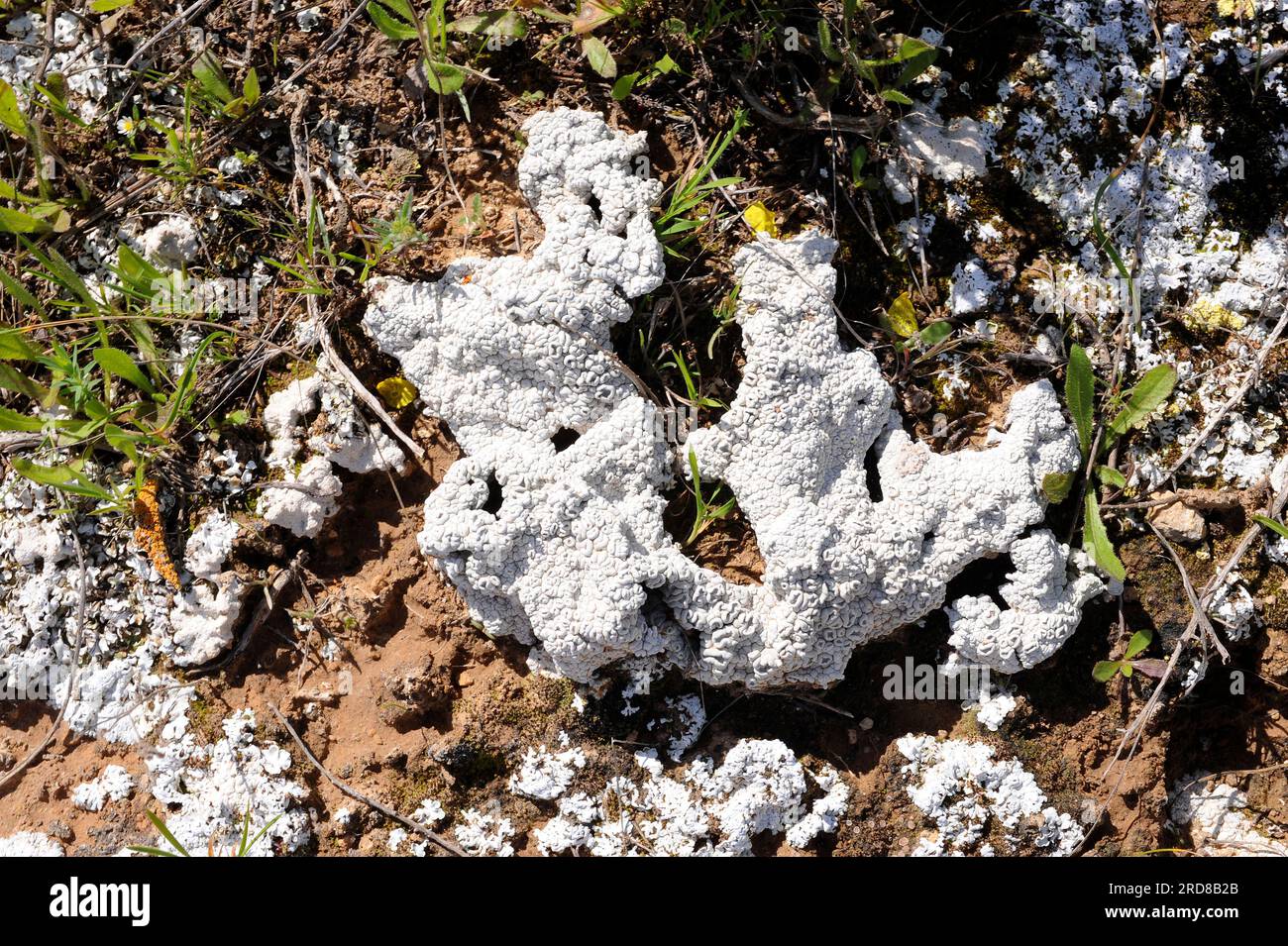 Crater lichen (Diploschistes ocellatus almeriensis) is a crustose lichen with white or grey thallus and black apothecia. Fungi. Ascomycota. Thelotrema Stock Photo