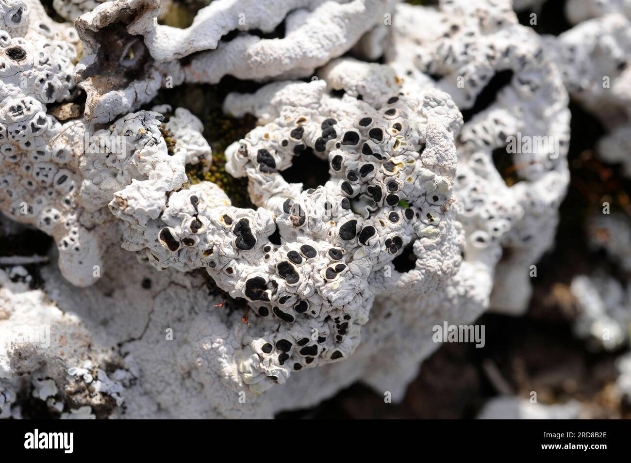 Crater lichen (Diploschistes ocellatus almeriensis) is a crustose lichen with white or grey thallus and black apotheciums. Fungi. Ascomycota. Thelotre Stock Photo