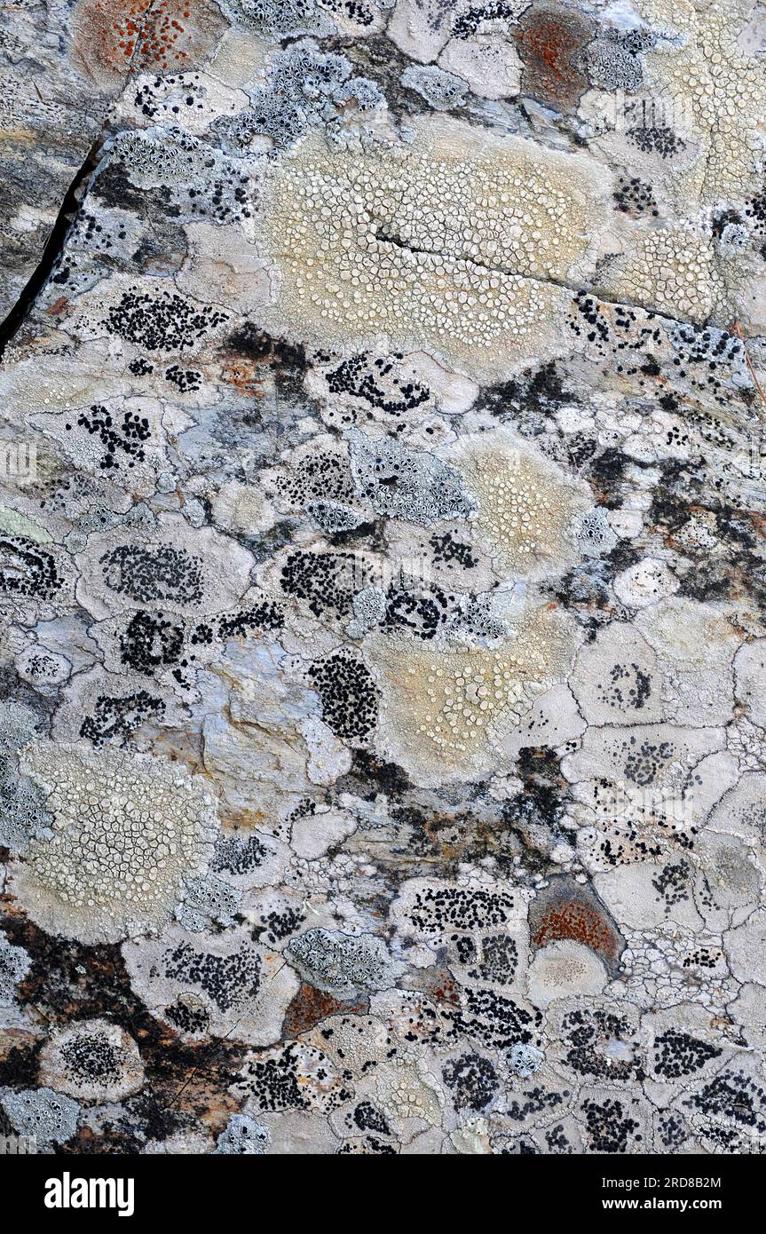 Lichens mosaic of genus Diplotomma and Lecanora inter alia. Fungi. Ascomycota. This photo was taken near Chamonix, French Alps. Stock Photo