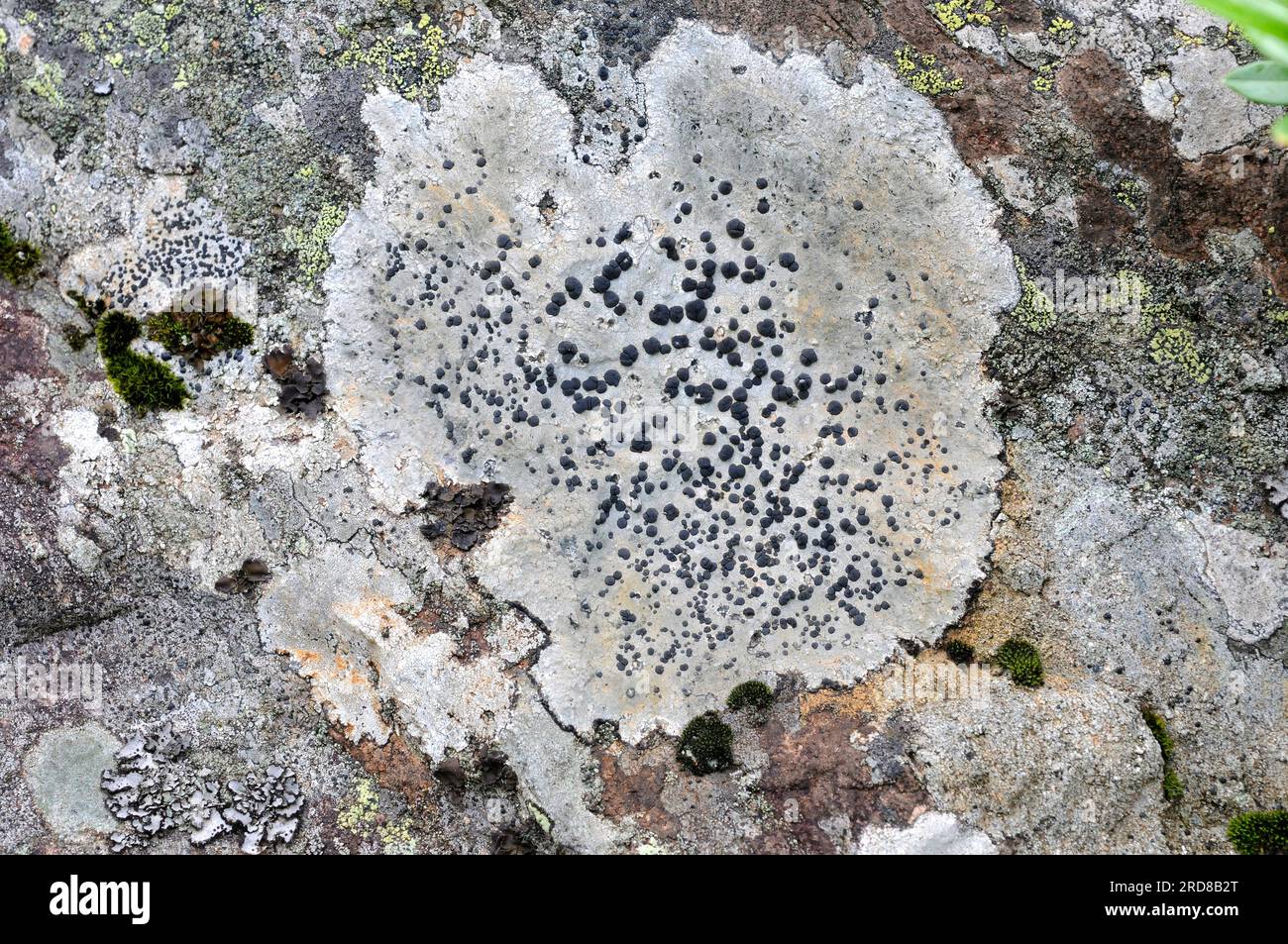Diplotomma alboatrum is a crustose lichen with grey thallus and black apothecia. Fungi. Ascomycota. This photo was taken in French Alps. Stock Photo