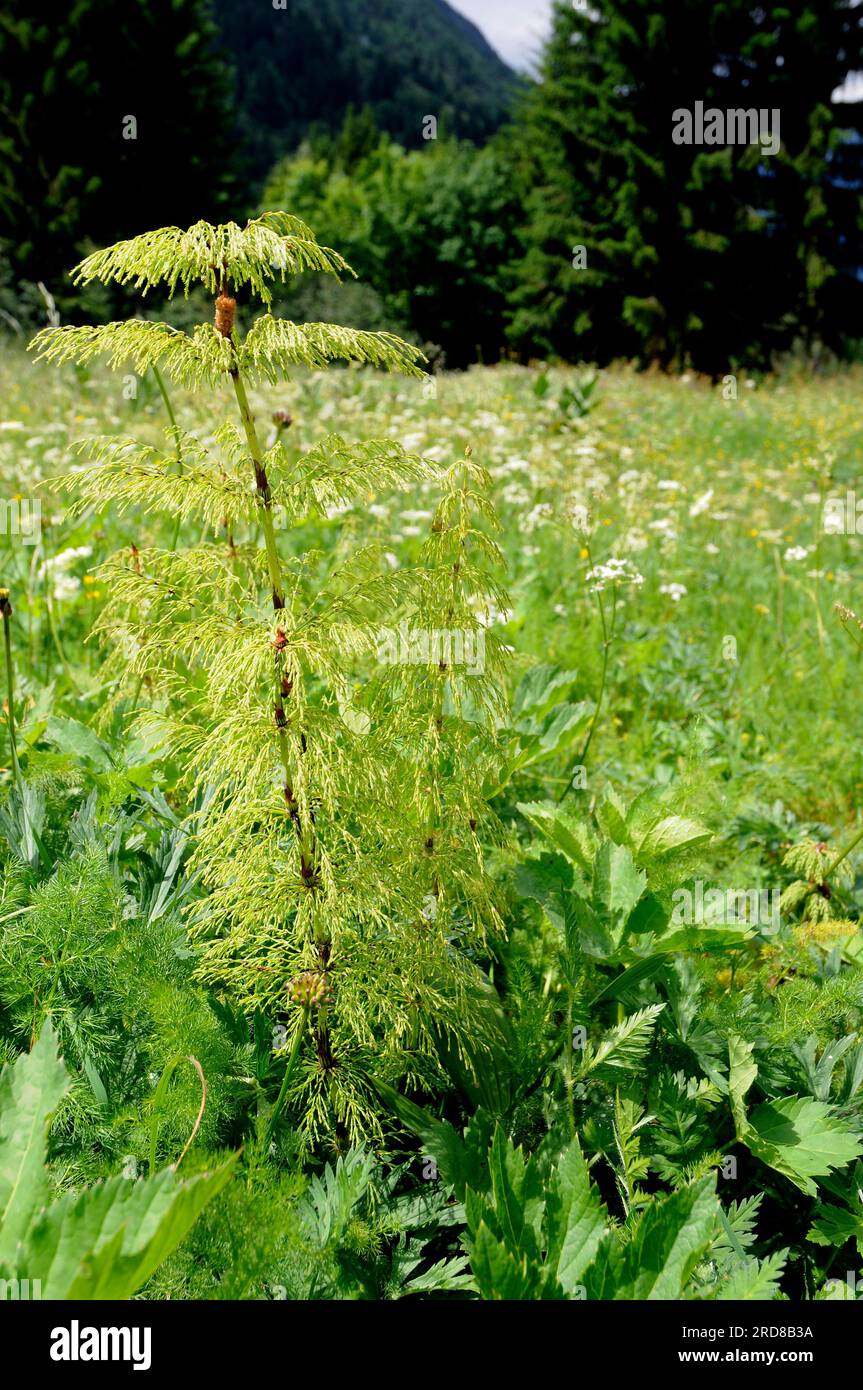 Wood horsetail (Equisetum sylvaticum) is a horsetail native to Northern