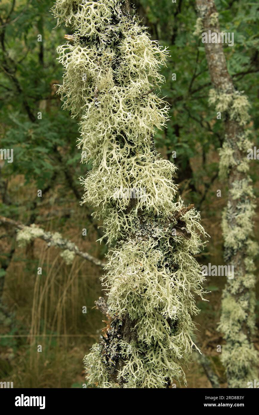 Oakmoss (Evernia prunastri) is a lichen used in perfumery how base notes of different fragrances. Is native to Europe and North America. Fungi. Ascomy Stock Photo