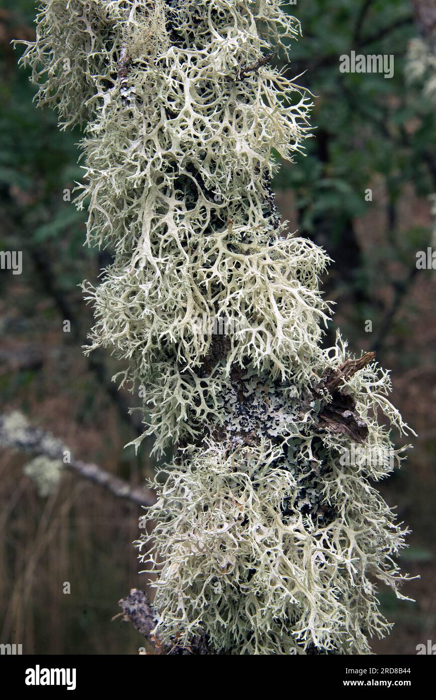 Oakmoss (Evernia prunastri) is a lichen used in perfumery how base notes of different fragrances. Is native to Europe and North America. Fungi. Ascomy Stock Photo