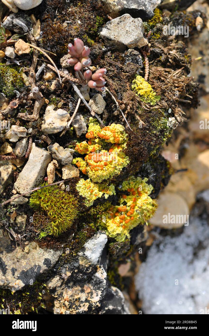 Bracted sulfur lichen (Fulgensia fulgens) is a lichen with squamulose yellow thallus and with red-orange apothecia. Fungi. Ascomycota. Teloschistaceae Stock Photo