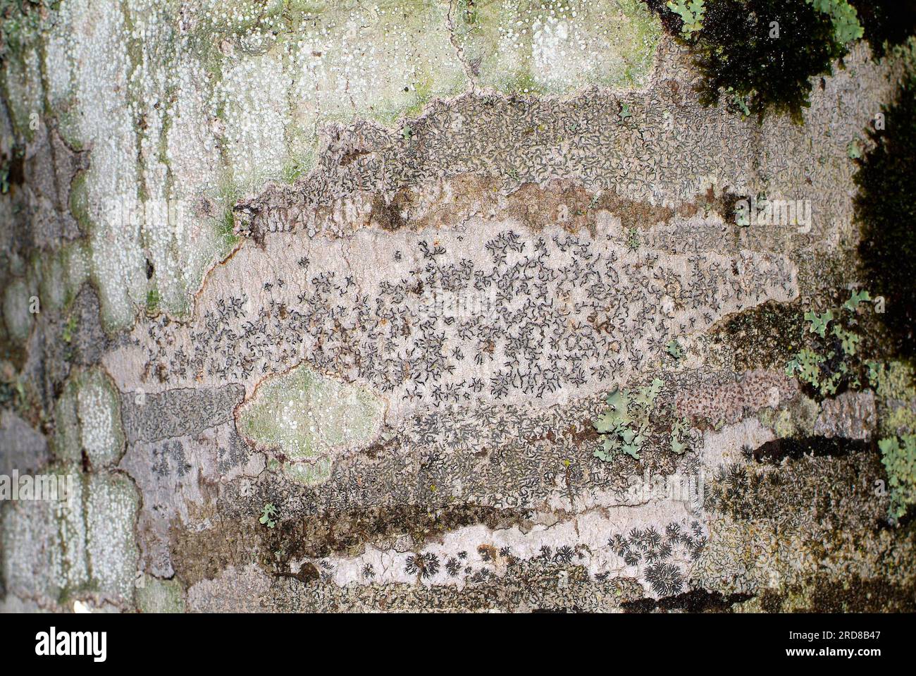 Script lichen or secret writing lichen (Graphis scripta) is a crustose lichen with black and curved apothecia. Fungi. Ascomycota. Graphidaceae. This p Stock Photo