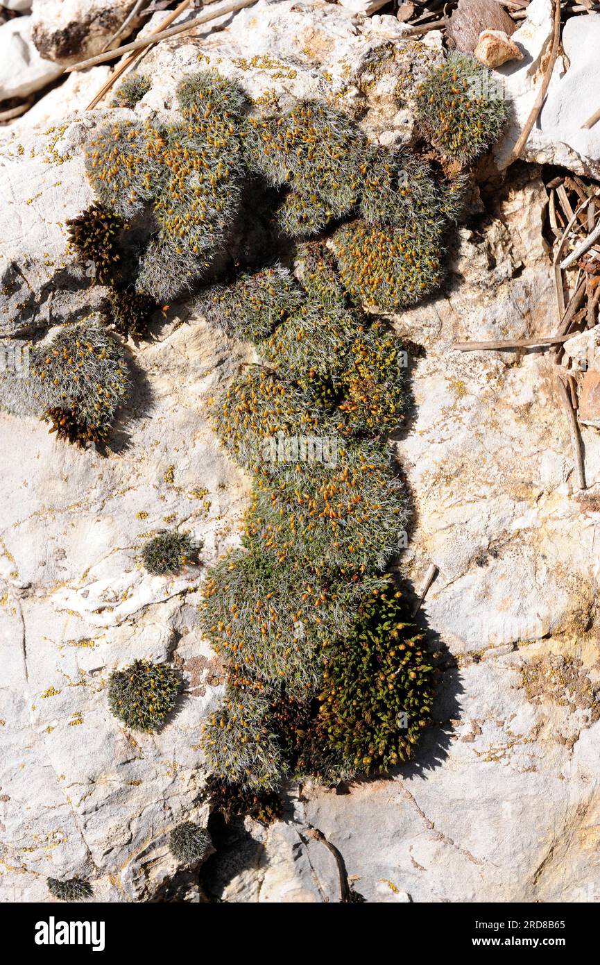 Grimmia orbicularis is a moss in hemispherical cushions of grey-green color. Grow on limestone rocks. Bryophyta. Bryopsida. Grimmiaceae. This photo wa Stock Photo