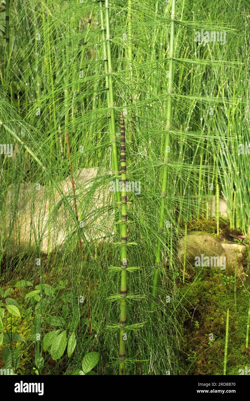 Southern giant horsetail (Equisetum giganteum) is a horsetail native to