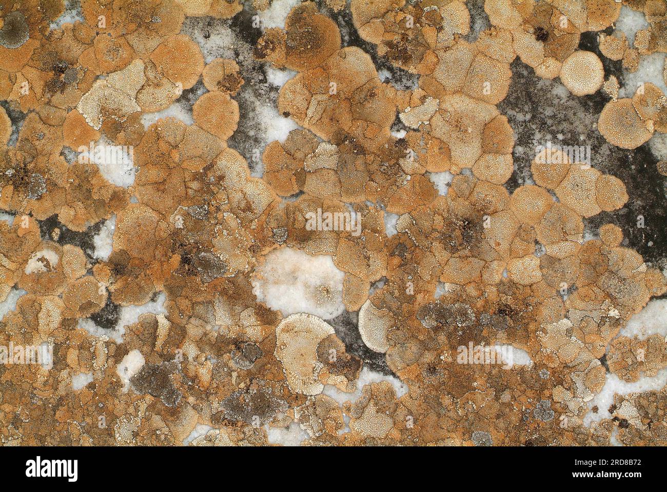 Rim lichen (Lecanora badia) is a crustose lichen. Ascomycota. Lecanorales. Lecanoraceae. This photo was taken on marble in Aphrodisias, Turkey. Stock Photo