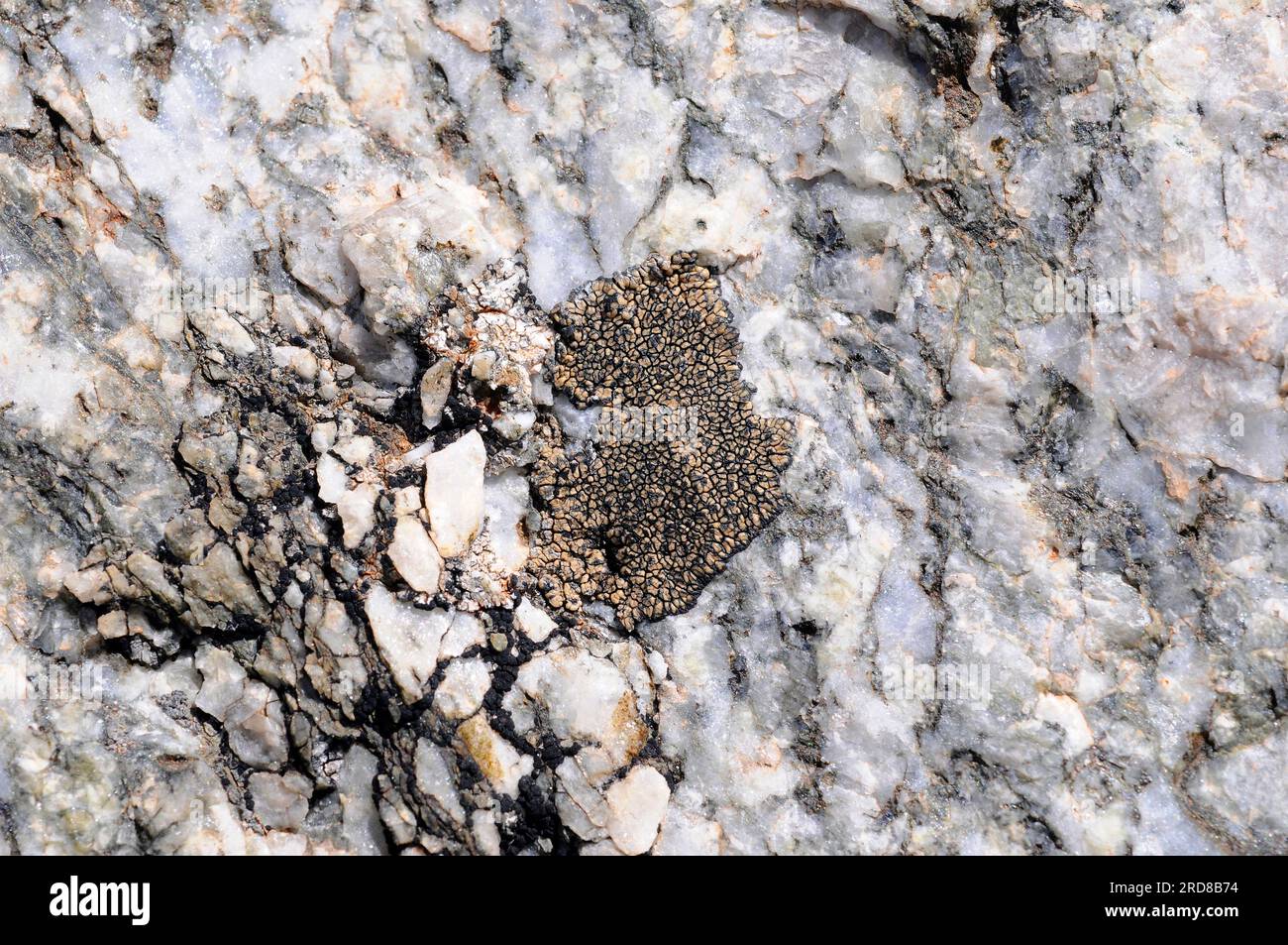Lecidea atrobrunnea is a crustose lichen native to the mountains of North America and Europe. It grows on siliceous rocks. Ascomycota. Lecideaceae. Th Stock Photo
