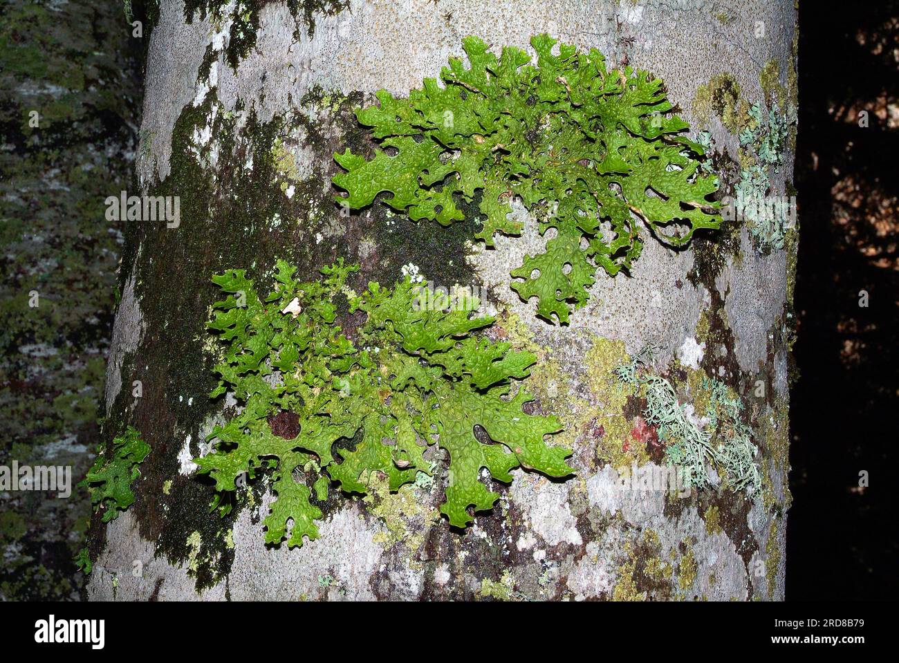 Lung lichen or lungwort lichen (Lobaria pulmonaria) is an epiphytic foliose lichen formed by the symbiotic union of one fungus species, an  green alga Stock Photo