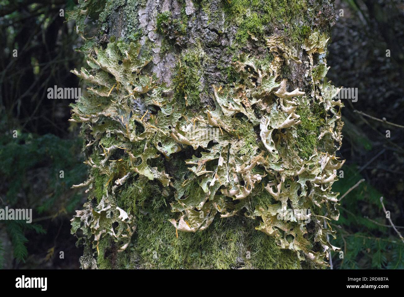 Lung lichen or lungwort lichen (Lobaria pulmonaria) is an epiphytic foliose lichen formed by the symbiotic union of one fungus species, an green alga Stock Photo