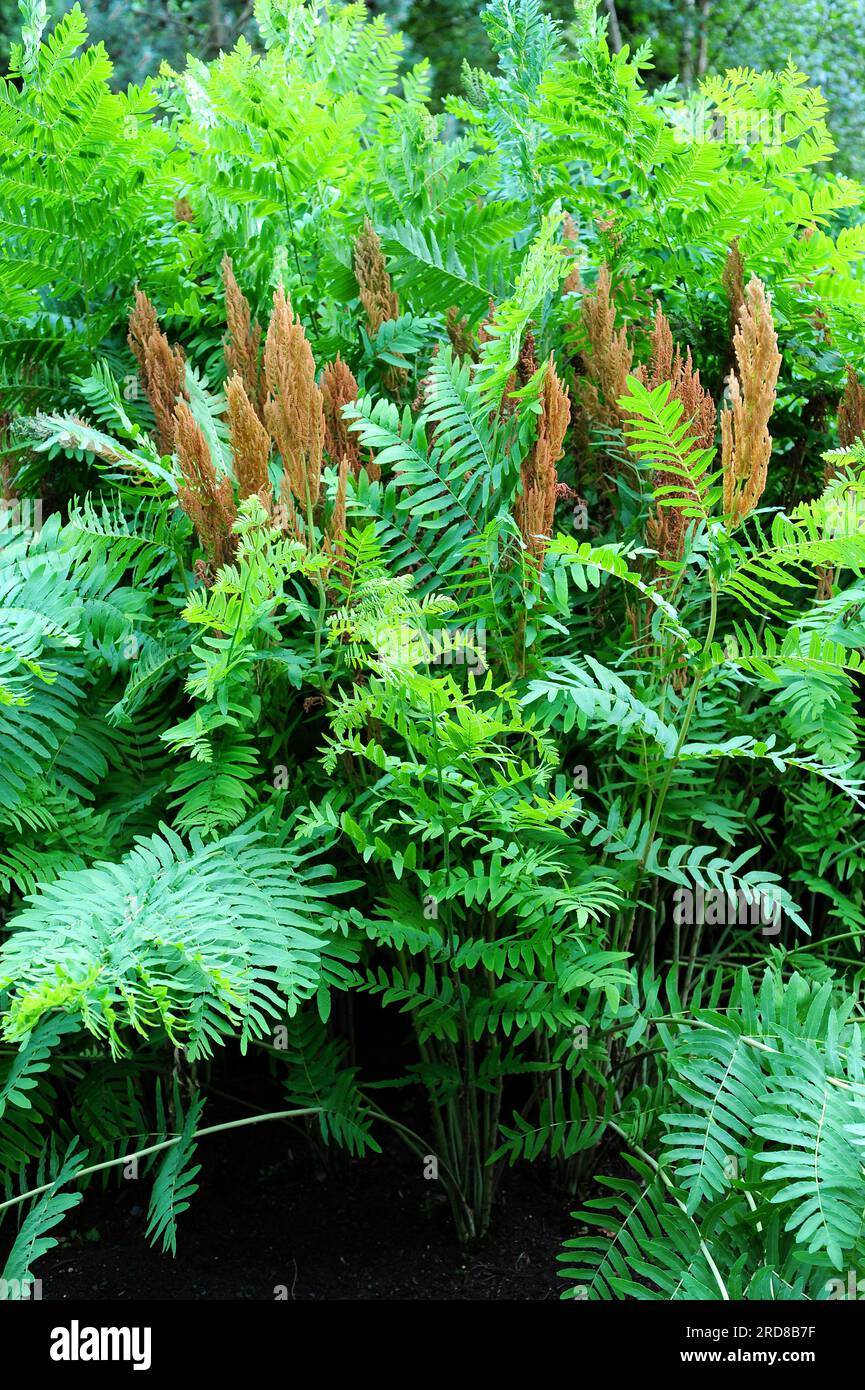 Royal fern or flowering fern (Osmunda regalis) is a fern that produces two kinds of fronds, fertiles and steriles. Pteridophyta. Osmundaceae. This pho Stock Photo