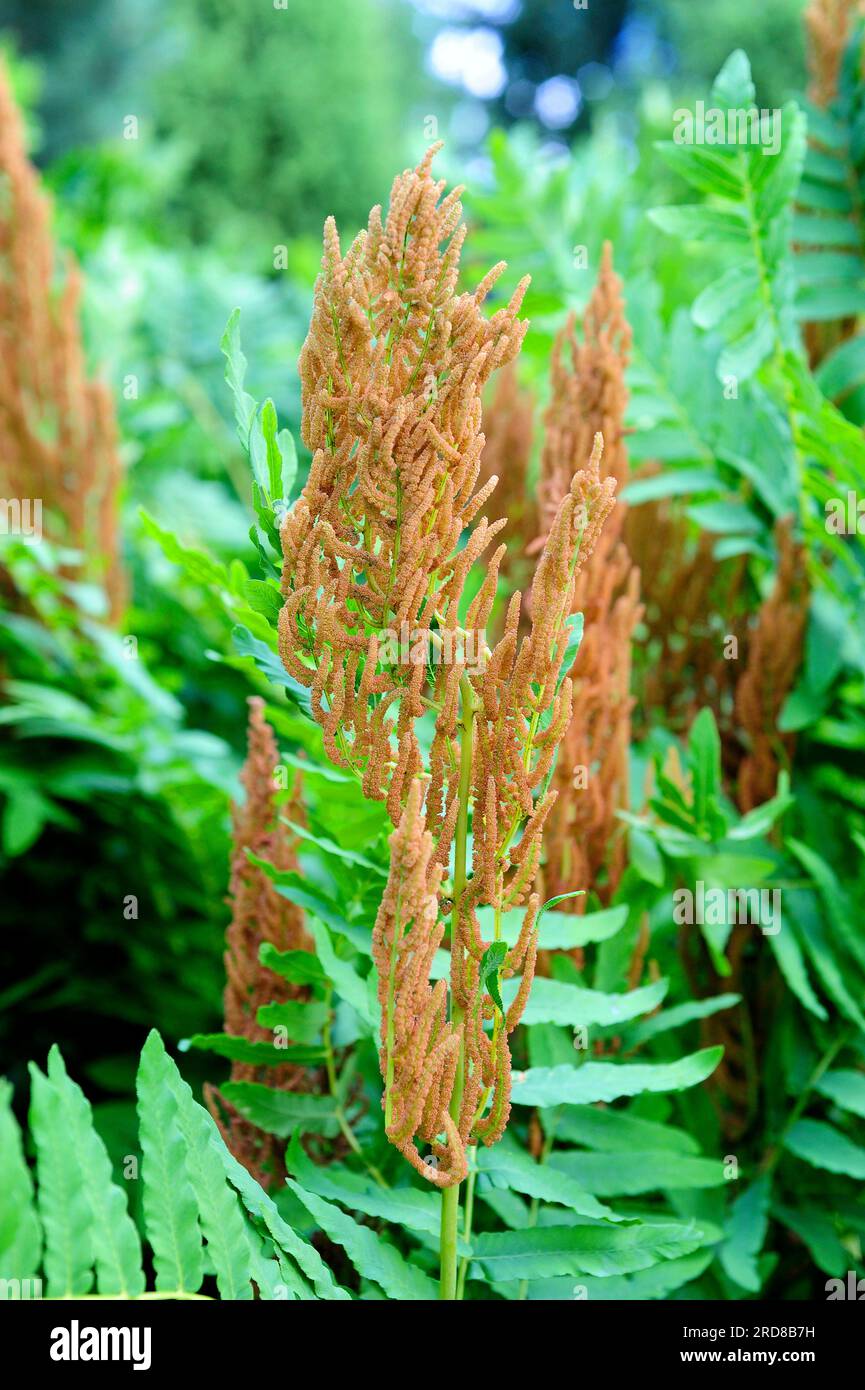 Royal fern or flowering fern (Osmunda regalis) is a fern that produces two kinds of fronds, fertiles (photo) and steriles. Pteridophyta. Osmundaceae. Stock Photo
