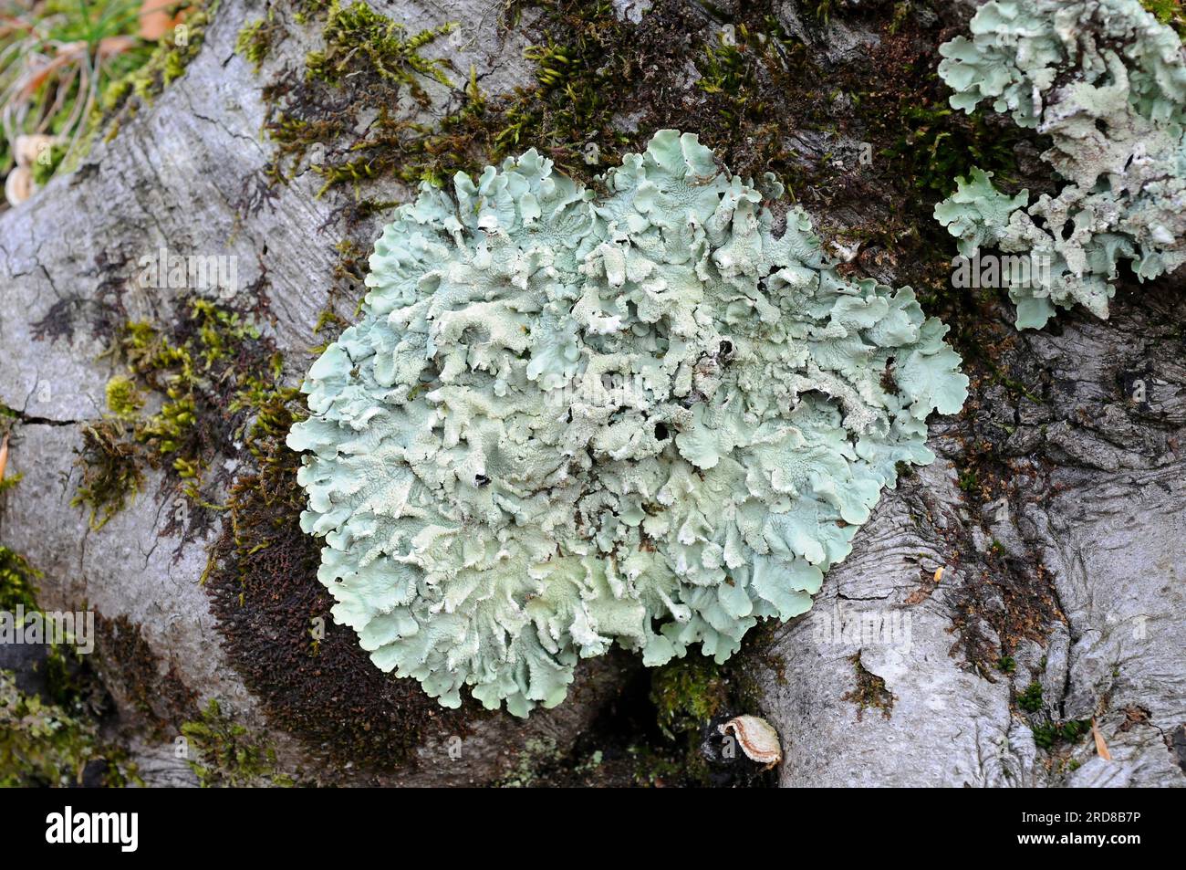 Parmelia tiliacea is a foliose grey greenish lichen. Ascomycota. Parmeliaceae. This photo was taken in Montseny Biosphere Reserve, Barcelona, Spain. Stock Photo