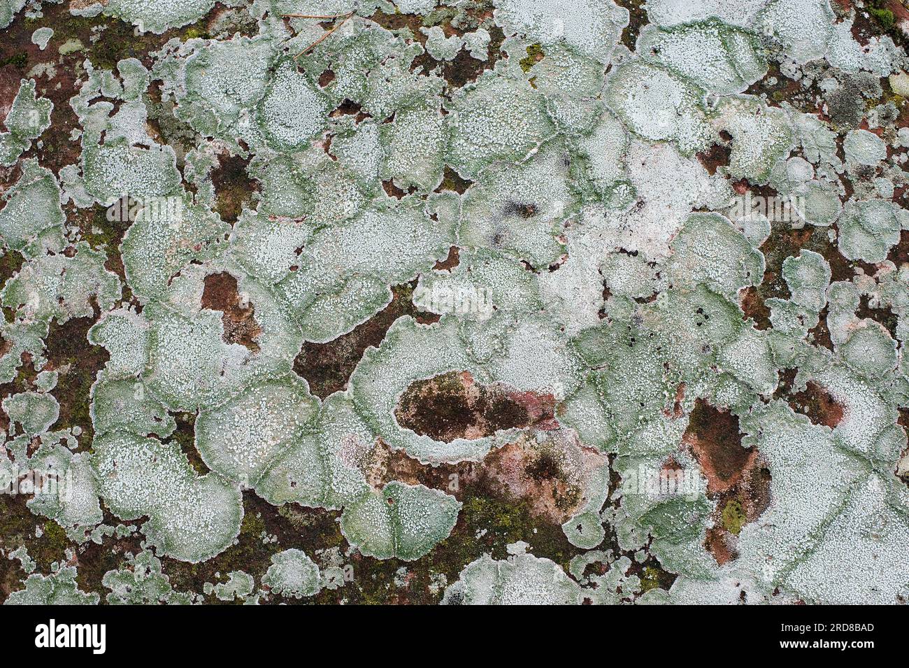 Pertusaria pertusa is a crustose lichen. Ascomycota. Pertusariaceae. This photo was taken in Sierra de Albarracin, Teruel, Spain. Stock Photo