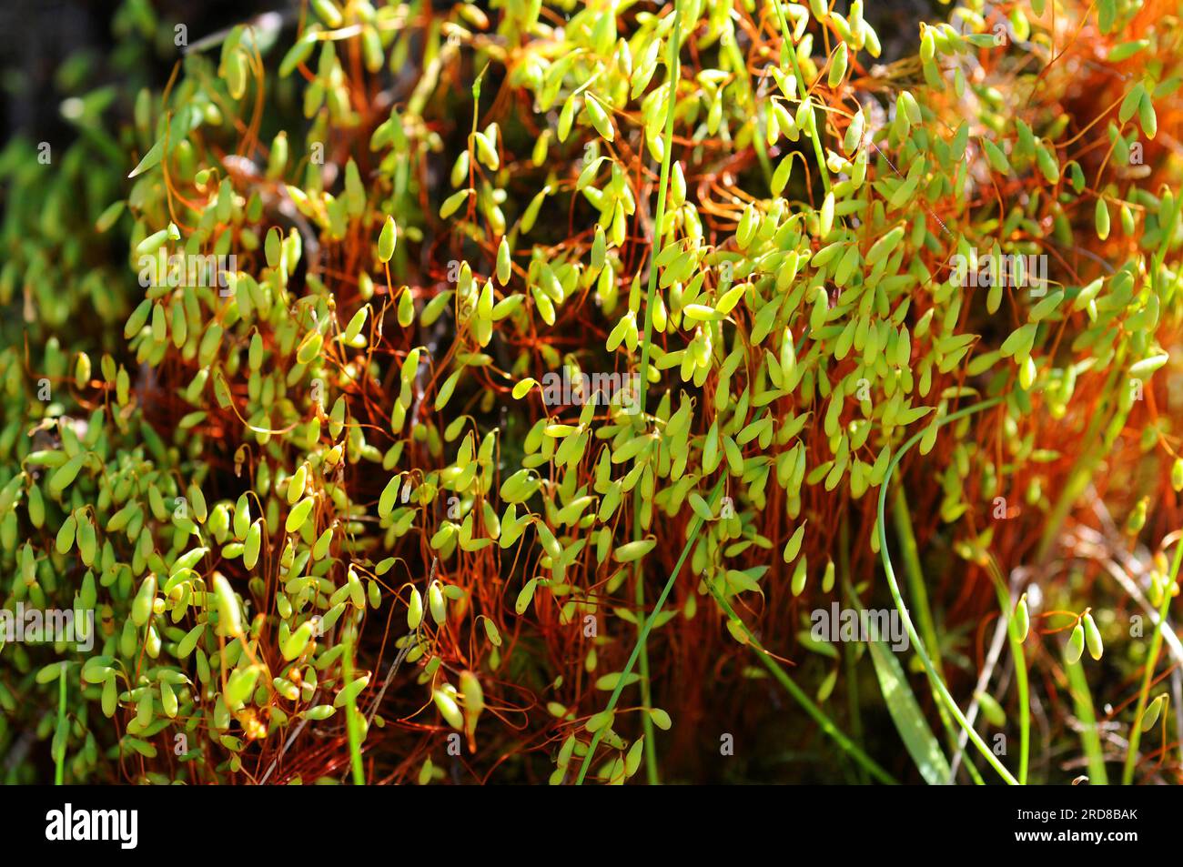 Pohlia cruda is a moss with glaucous green leaves, red stems and elliptically capsules.   Bryopsida. Bryales. Mniaceae. This photo was taken near Bany Stock Photo