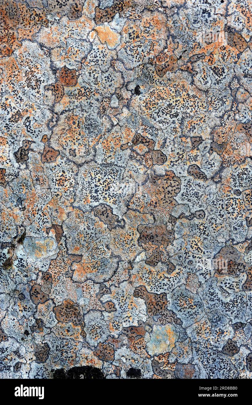 Porpidia contraponenda is a crustose lichen native to Europe, America and Asia. Grows on siliceous rocks. Ascomycota. Lecideaceae. This photo was take Stock Photo