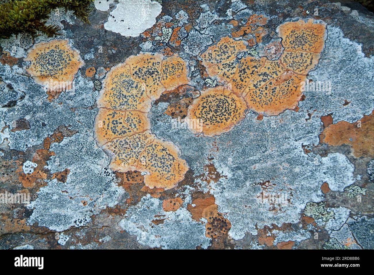 Porpidia macrocarpa is a crustose lichen. Grows on siliceous rocks. Ascomycota. Lecideaceae. This photo was taken near Chamonix, French Alps. Stock Photo