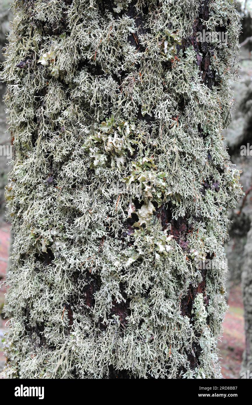 Tree moss (Pseudevernia furfuracea) is a lichen sensitive to air pollution, its presence indicating good air conditions. It has medicinal properties a Stock Photo