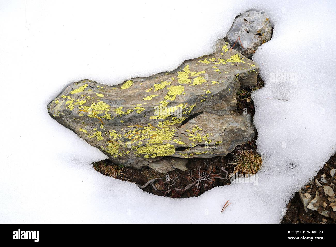 Map lichen (Rhizocarpon geographicum) is a crustose lichen native to Europe, North and South America mountains. Ascomycota. Rhizocarpaceae. This photo Stock Photo