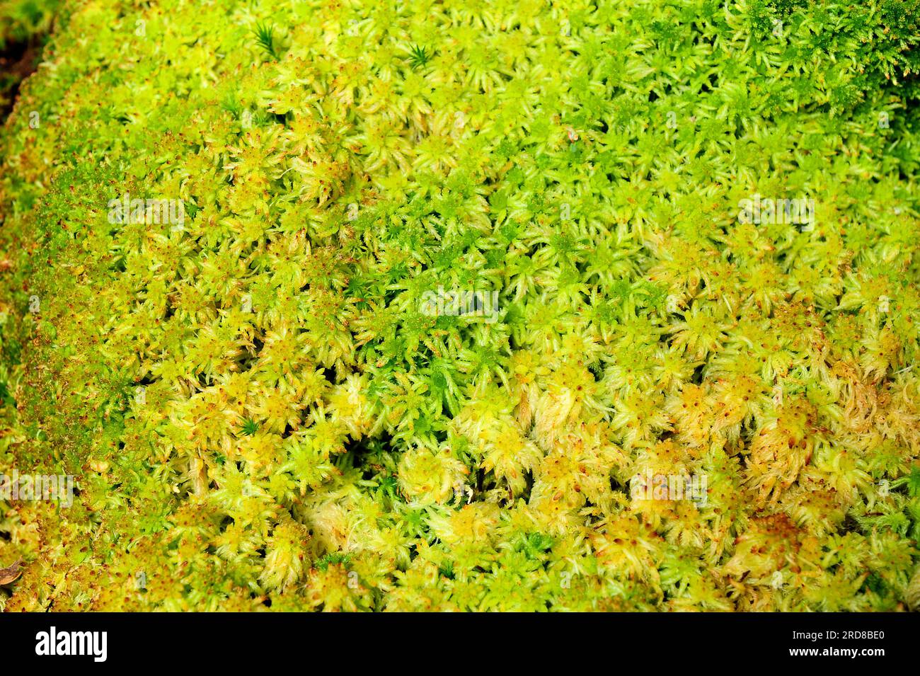 Peat moss (Sphagnum sp.) have a big capacity to water store since 25 times as your dry weight. Peat is used who insulating material and fuel. Bryophyt Stock Photo
