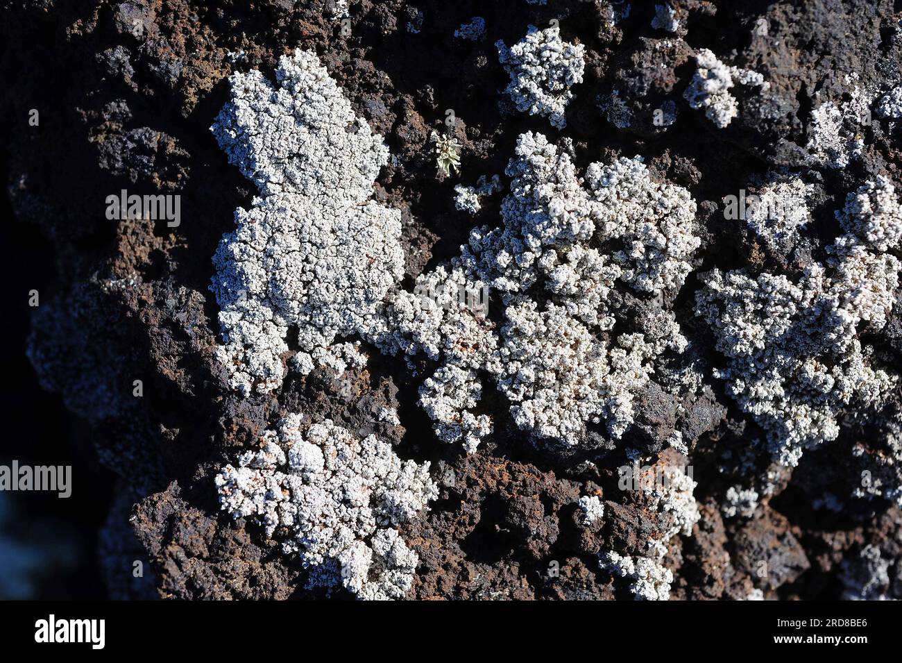 Stereocaulon vesuvianum is a squamulose lichen with grey thallus. Ascomycota. Stereocaulaceae. This photo was taken in Timanfaya National Park, Lanzar Stock Photo