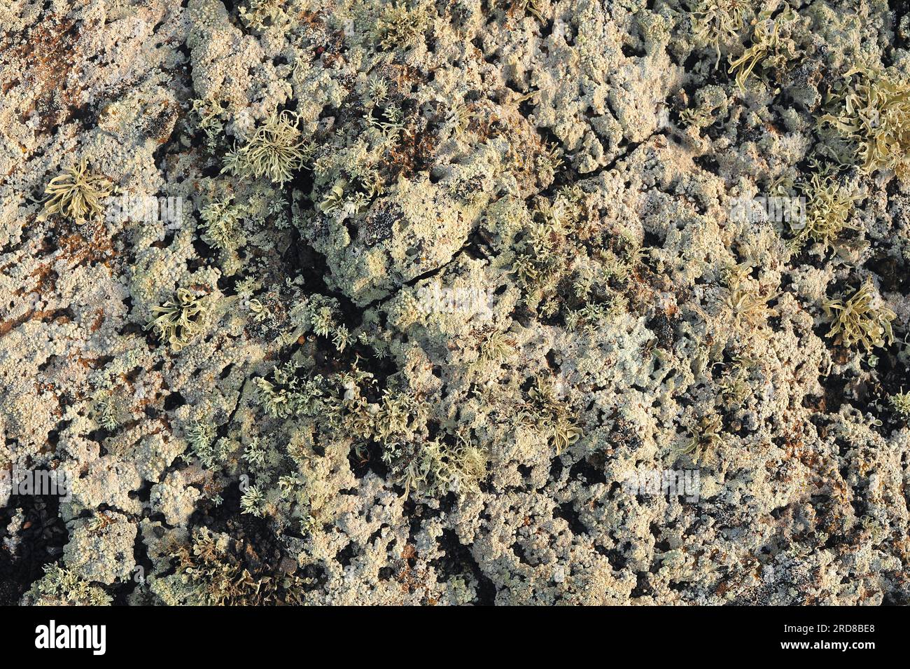Stereocaulon vesuvianum and Ramalina canariensis are two lichens species that grows in the volcanic rocks of Canary Islands. Ascomycota. Stereocaulace Stock Photo