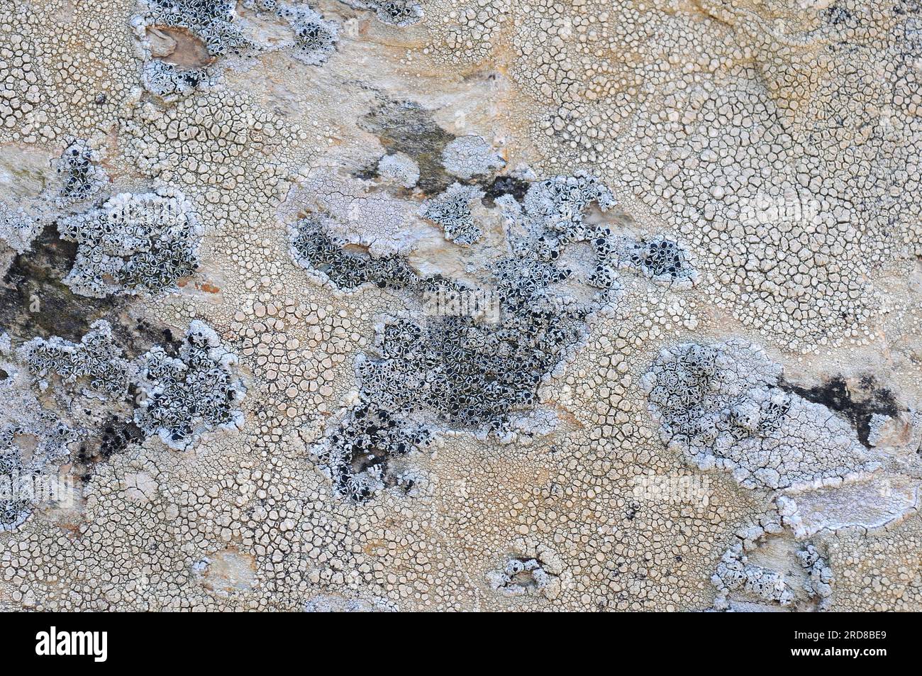 Tephromela atra and Lecanora sp. are two crustoses lichens species. Ascomycota. Mycoblastaceae and lecanoraceae families. This photo was taken in Alt Stock Photo