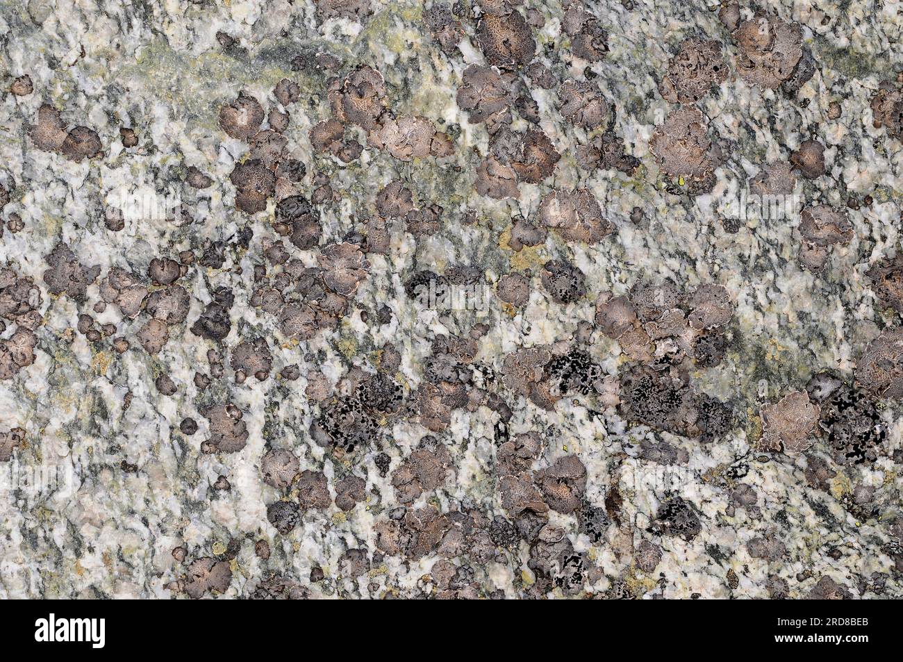 Rock tripe (Umbilicaria decussata) is an umbilicate lichen grey or brownish-grey that grow on siliceous rocks. Ascomycota. Umbilicariaceae. This photo Stock Photo