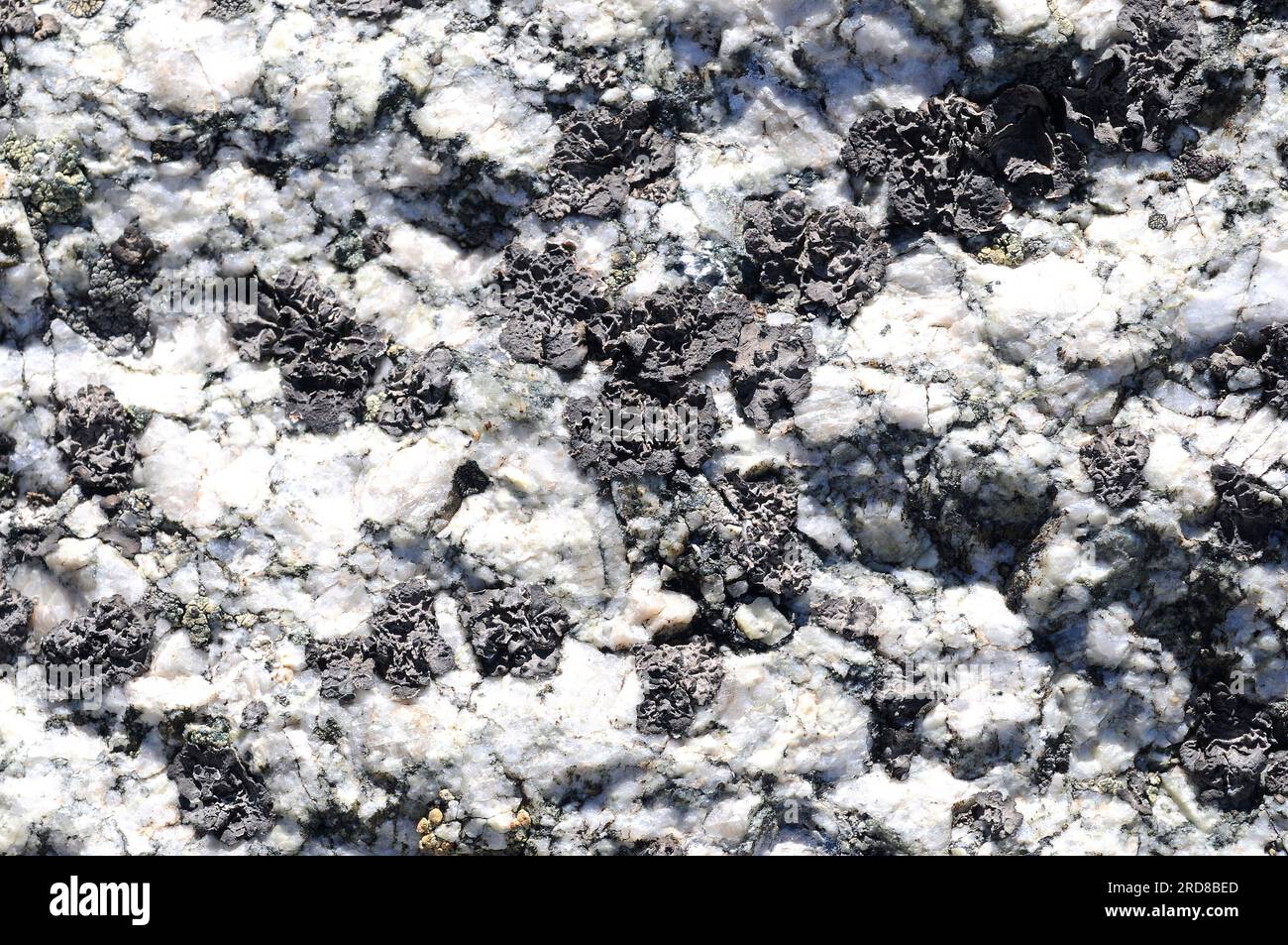 Rock tripe (Umbilicaria deusta) is an umbilicate or lobate lichen that grow on siliceous rocks. Ascomycota. Umbilicariaceae. This photo was taken in F Stock Photo