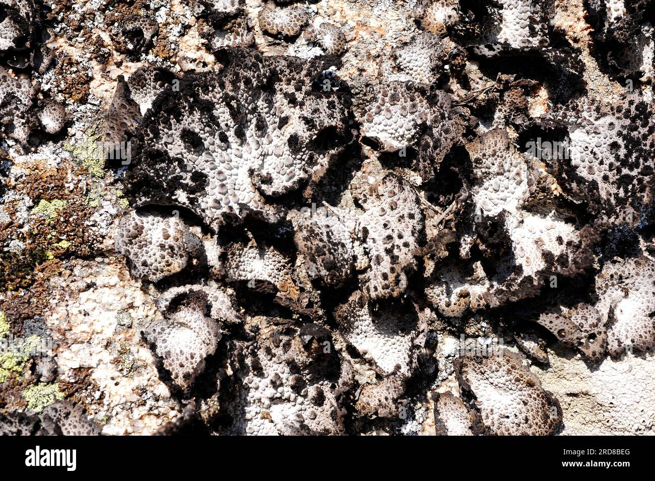 Rock tripe (Umbilicaria pustulata or Lasallia pustulata) is an umbilicate lichen with the upper thallus surface with convex pustules; its color varies Stock Photo