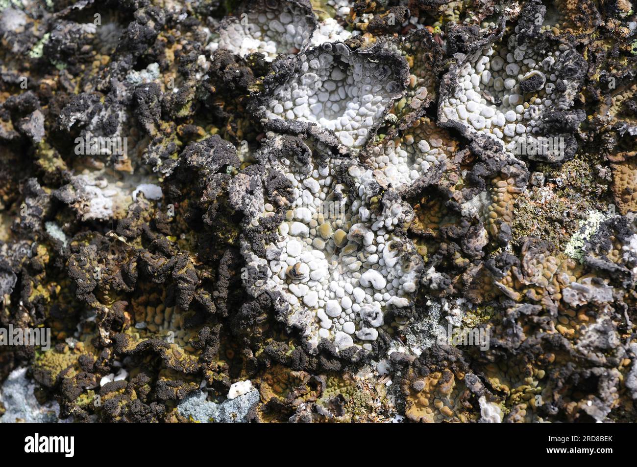 Rock tripe (Umbilicaria pustulata or Lasallia pustulata) is an umbilicate lichen with the upper thallus surface with convex pustules; its color varies Stock Photo