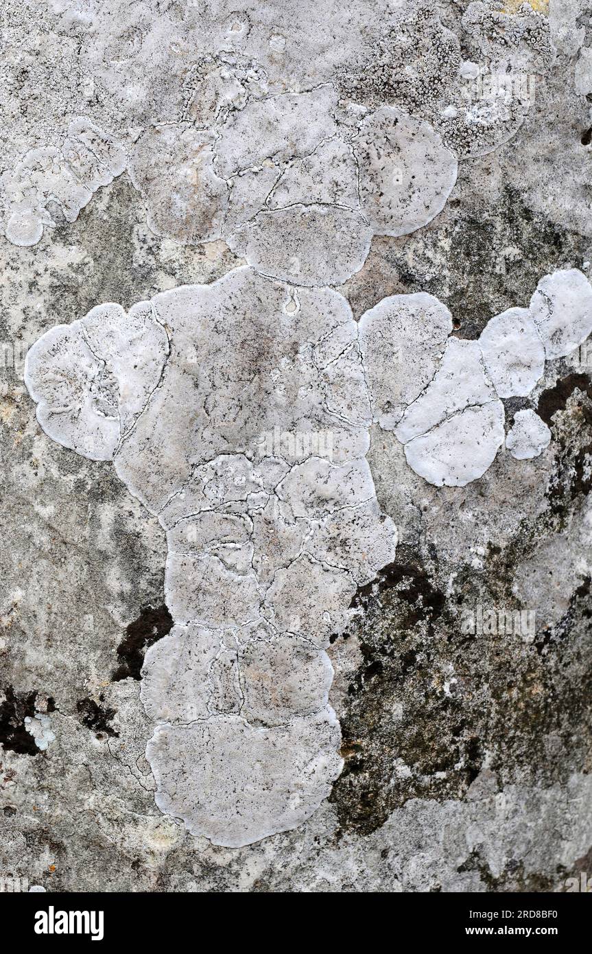 Verrucaria parmigera or Bagliettoa parmigera is a crutose lichen. Ascomycota. Verrucariaceae. This photo was taken in Menorca, Balearic Islands, Spain Stock Photo