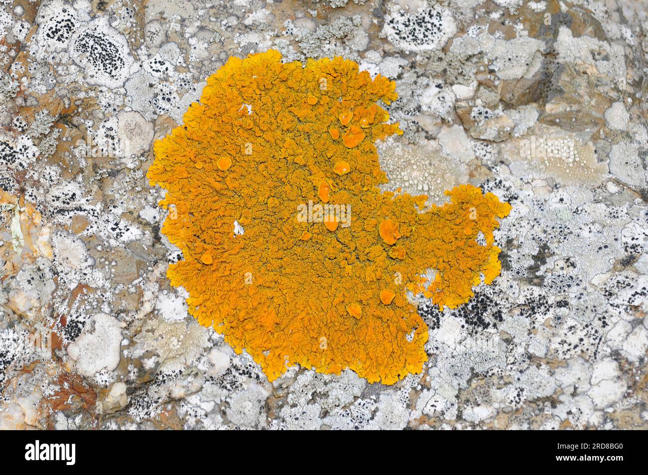 Xanthoria calcicola  is a foliose lichen with yellow or orange thallus. Ascomycota. Teloschistaceae. This photo was taken in Cape Creus Natural Park, Stock Photo