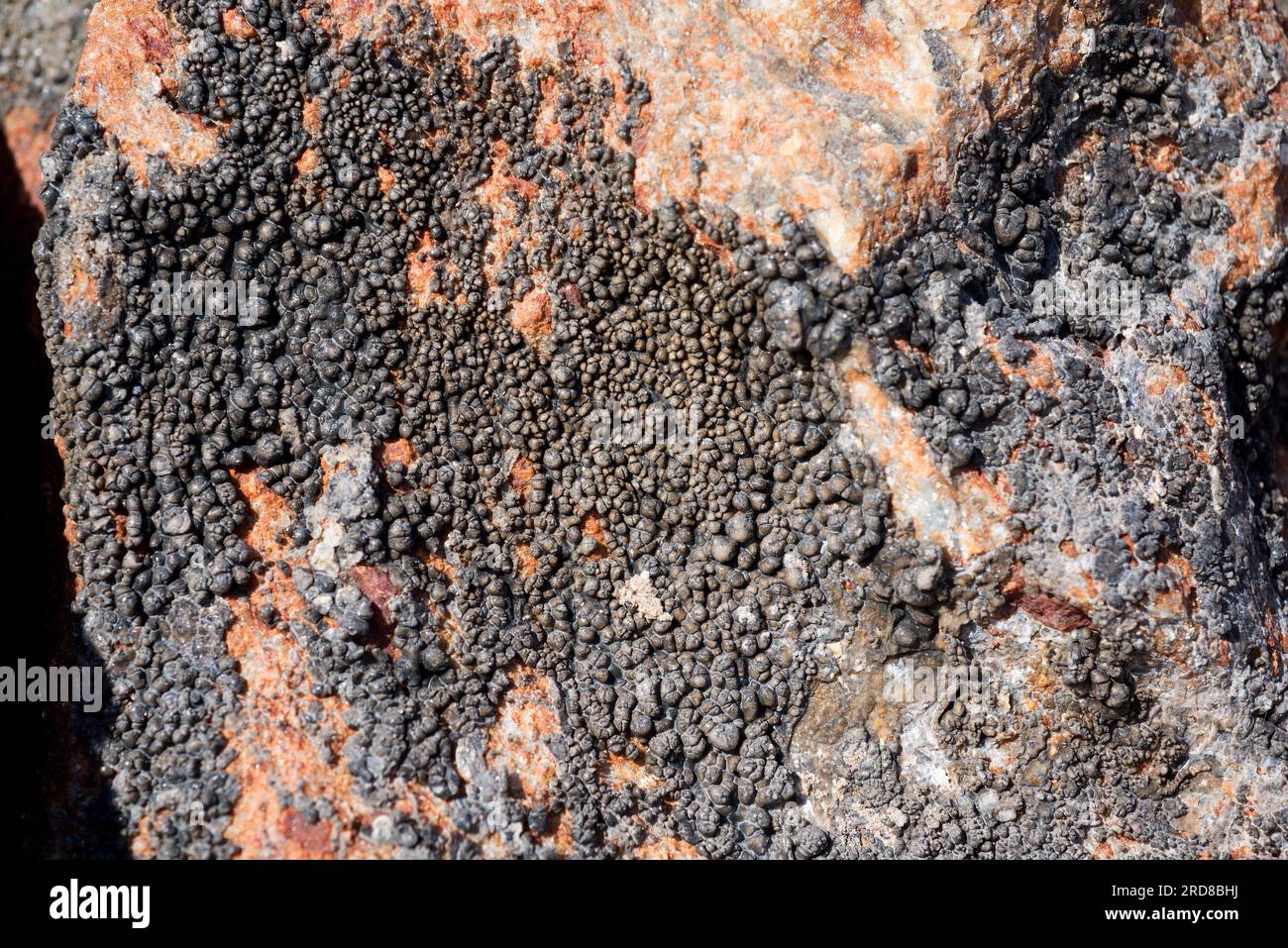 Black tar lichen (Verrucaria maura) is a crustose lichen that lives exclusively in the coastline. Ascomycota. Verrucariaceae. This photo was taken in Stock Photo