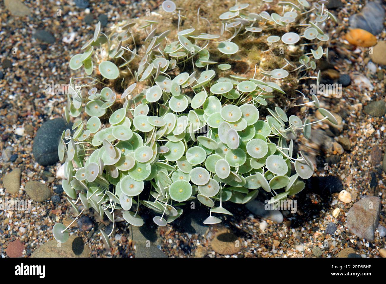 Mermaid wineglass (Acetabularia acetabulum or Acetabularia mediterranea) is a single-celled organism but giant (macroscopic). Is a green algae (Chloro Stock Photo