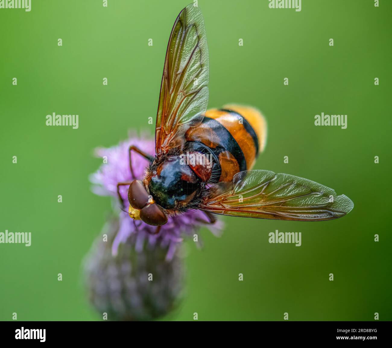 Hornet mimic hoverfly - volucella zonaria Stock Photo