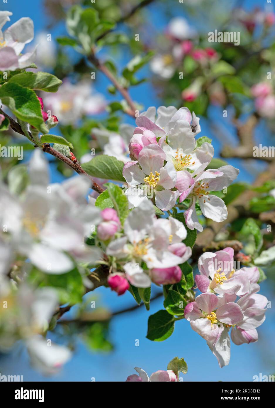 Blossoming apple tree, malus, in spring in a close-up Stock Photo