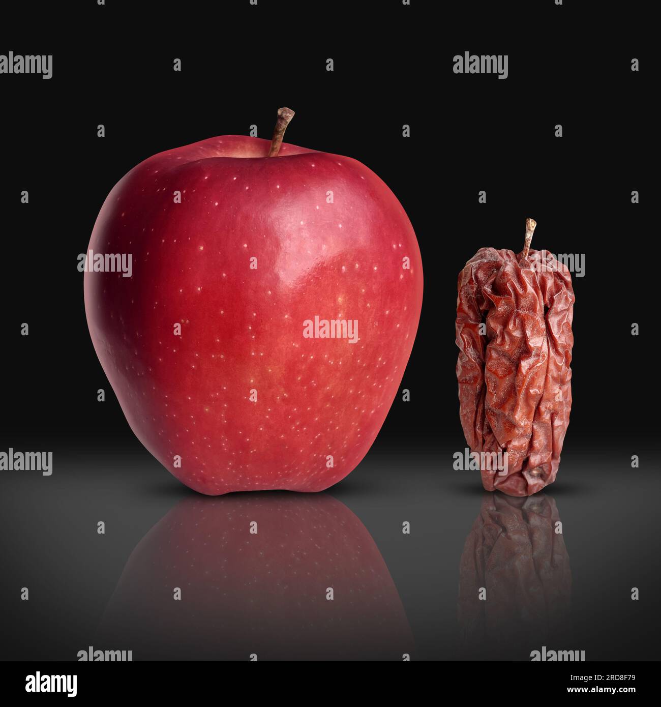 Old and young or aging process as a new fresh ripe red apple and an older wrinkled rotten fruit as a metaphor for age. Stock Photo